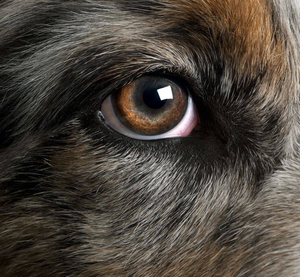 Unusual Eye Diseases